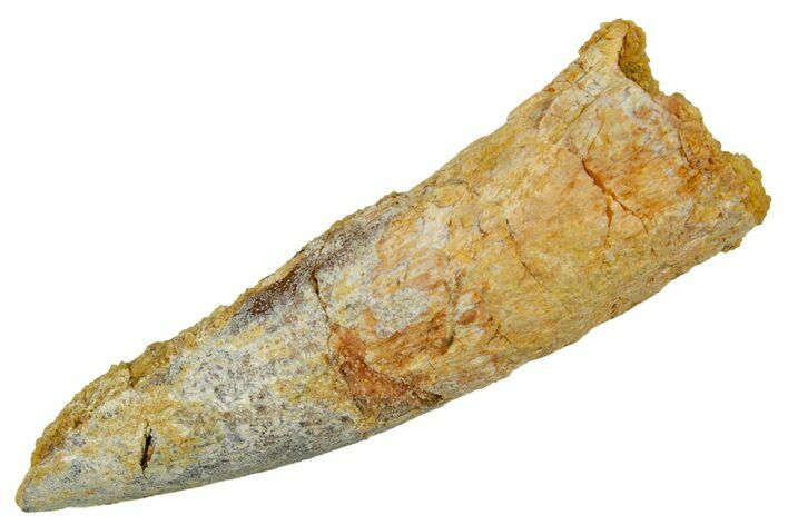 Fossil Spinosaurus Tooth - Real Dinosaur Tooth #373727